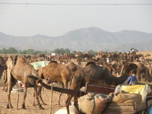 Camel Fair 