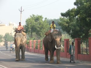 éléphants Agra